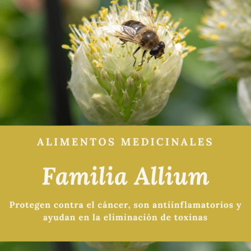 familia allium. alimentos medicinales